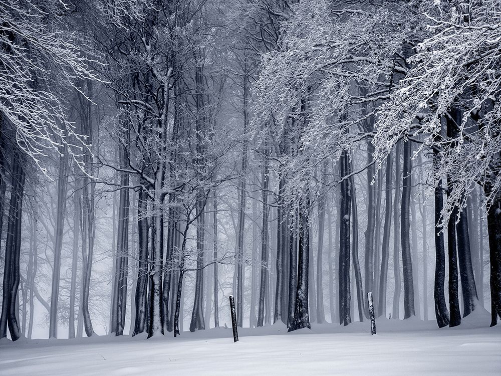 Trees 65 art print by Rachel Lee for $57.95 CAD