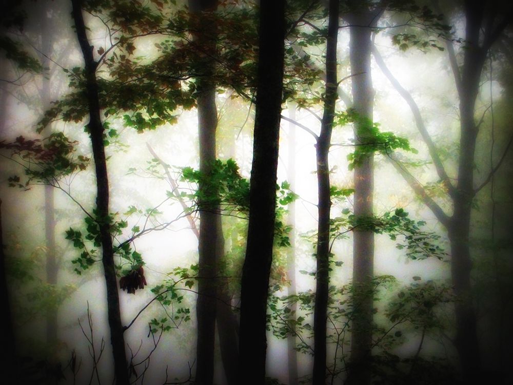 Trees 66 art print by Rachel Lee for $57.95 CAD