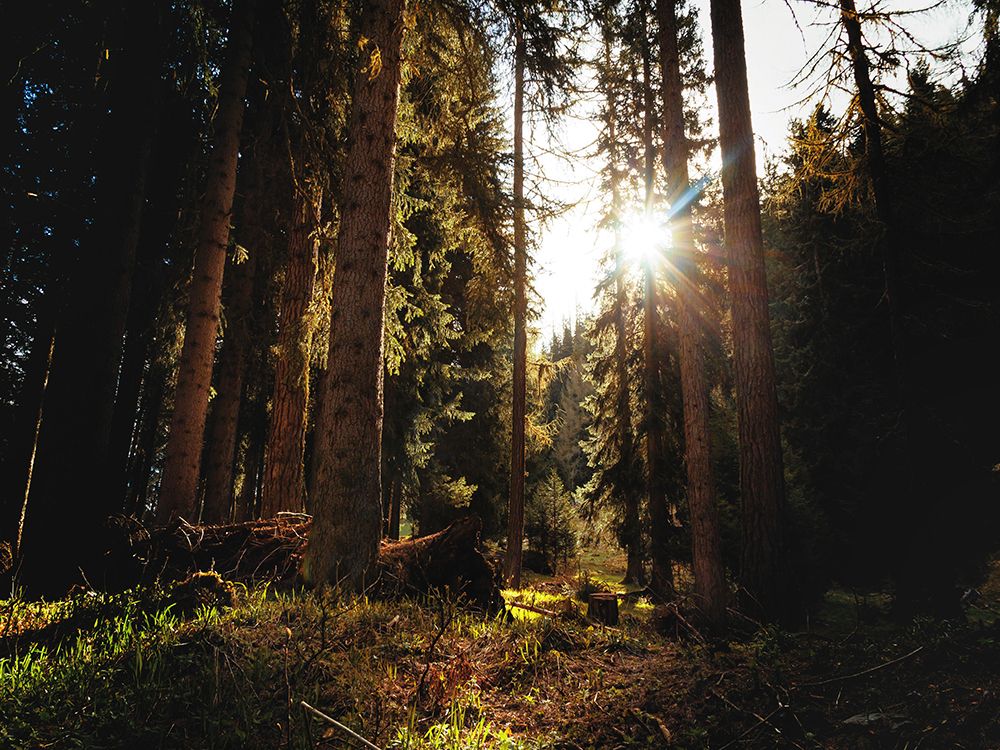 Trees 69 art print by Rachel Lee for $57.95 CAD