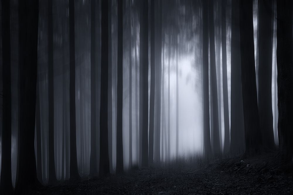 Trees 7 art print by Rachel Lee for $57.95 CAD