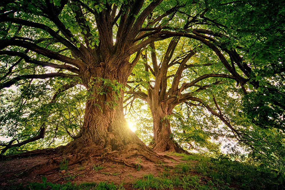Trees 80 art print by Rachel Lee for $57.95 CAD