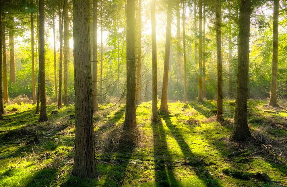 Trees 81 art print by Rachel Lee for $57.95 CAD