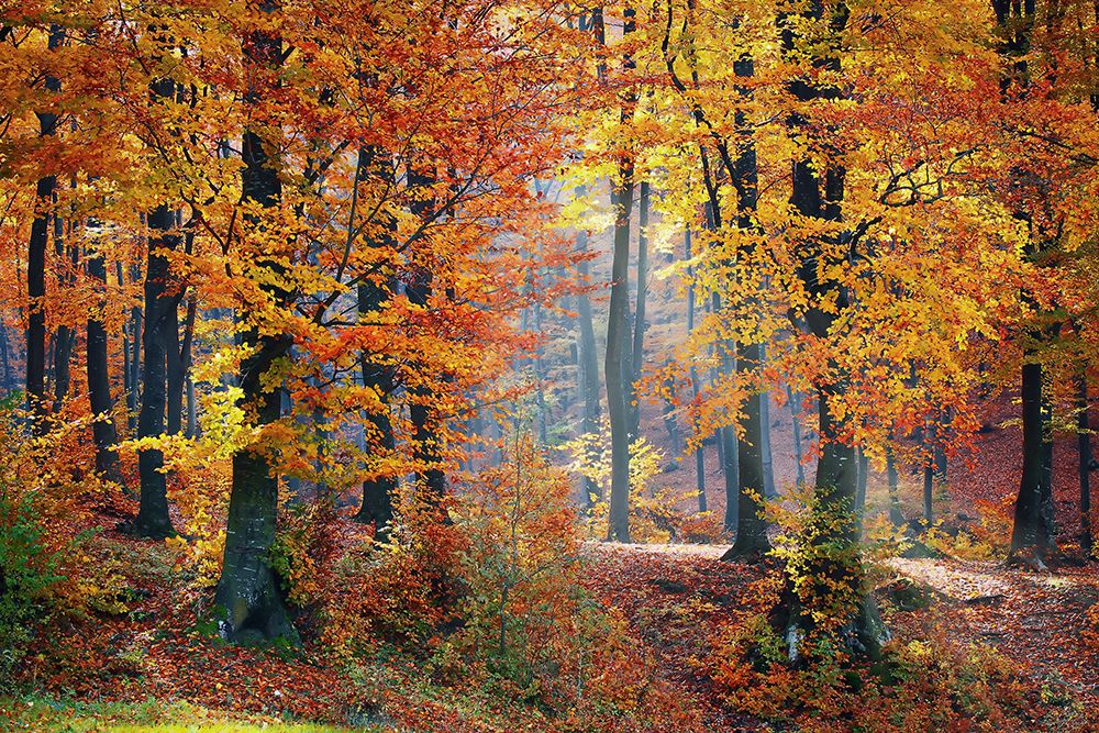 Trees 9 art print by Rachel Lee for $57.95 CAD