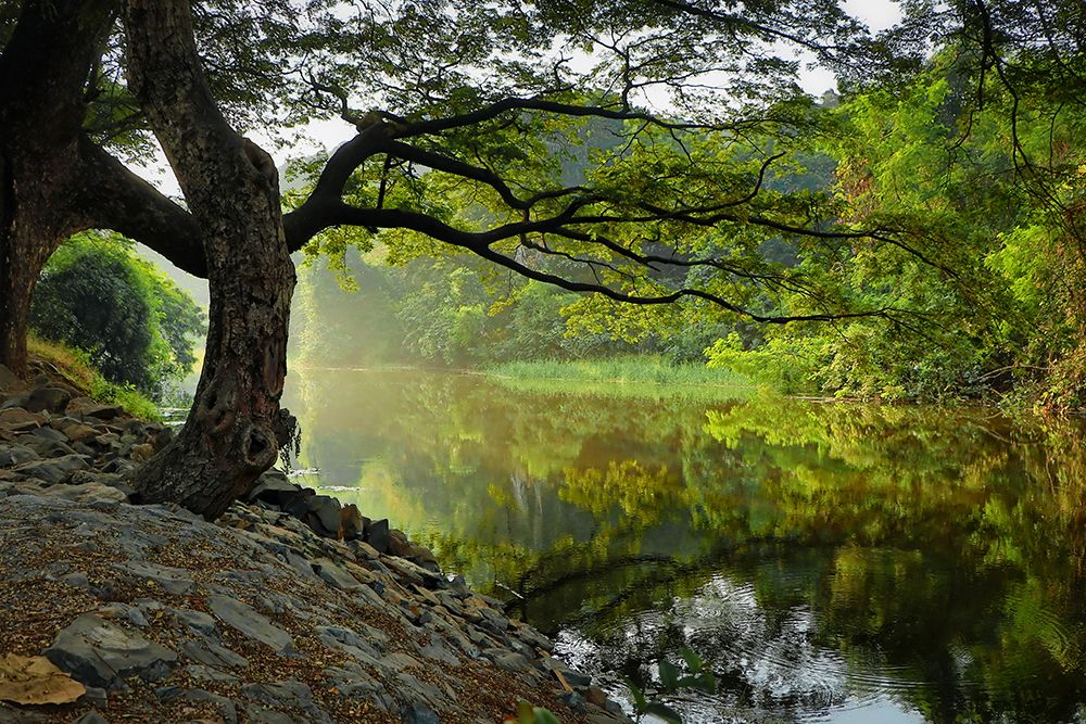 Trees And Water 1 art print by Rachel Lee for $57.95 CAD
