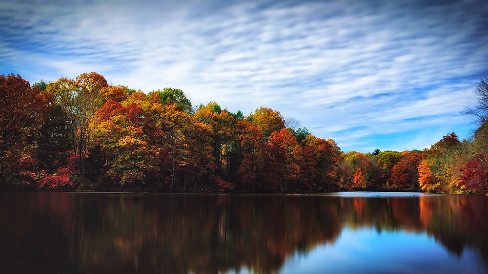 Trees and Water 5 art print by Rachel Lee for $57.95 CAD