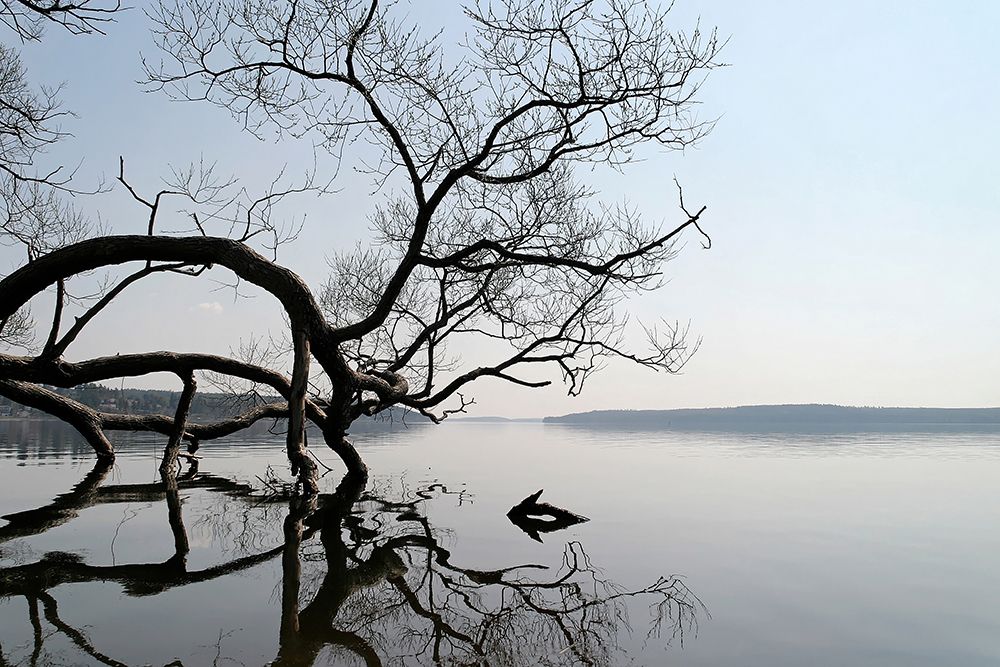 Trees and Water 7 art print by Rachel Lee for $57.95 CAD
