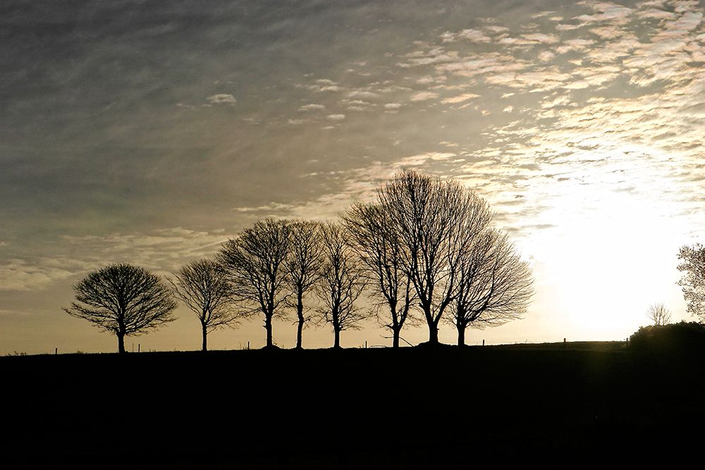 Trees Evening art print by Rachel Lee for $57.95 CAD
