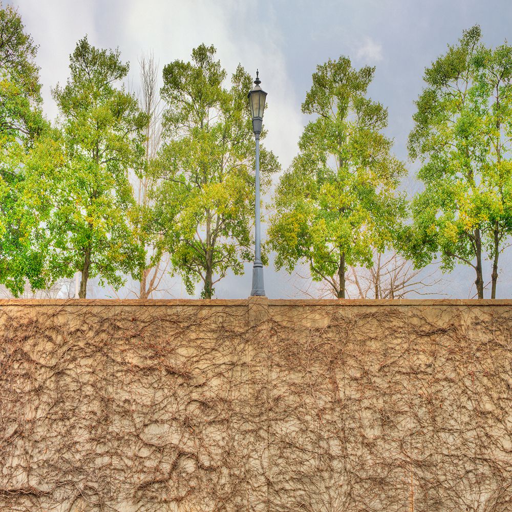 Vine Wall And Trees art print by Rachel Lee for $57.95 CAD