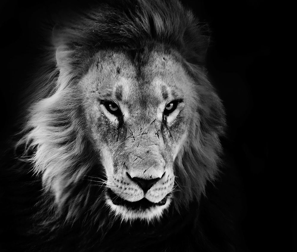 Wildlife 12 art print by Rachel Lee for $57.95 CAD
