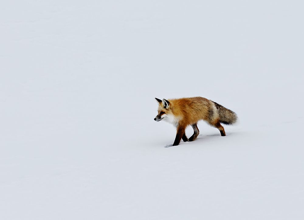 Wildlife 14 art print by Rachel Lee for $57.95 CAD