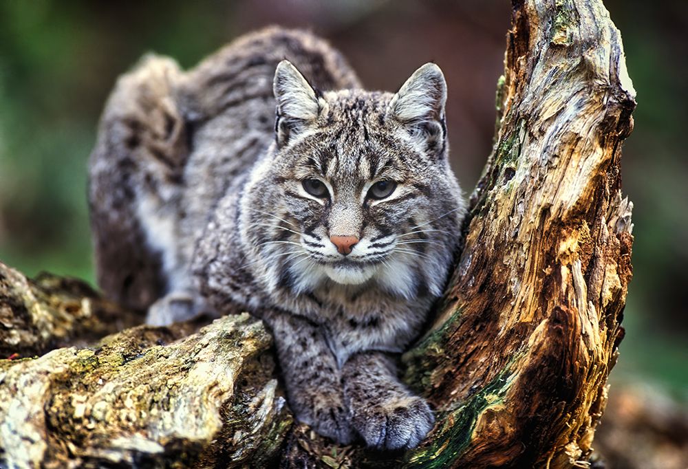 Wildlife 7 art print by Rachel Lee for $57.95 CAD