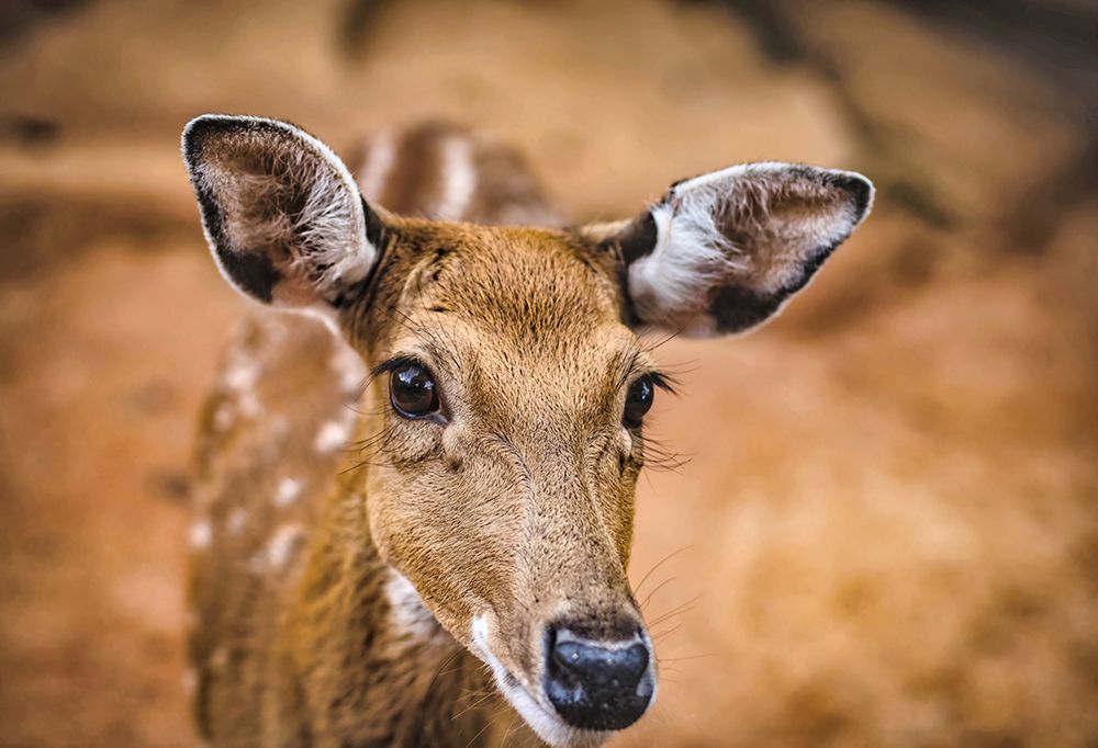 Wildlife 8 art print by Rachel Lee for $57.95 CAD