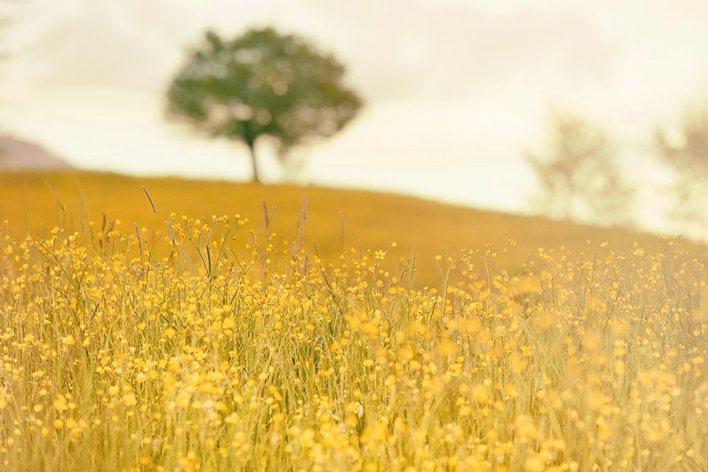 Yellow Meadow art print by Rachel Lee for $57.95 CAD