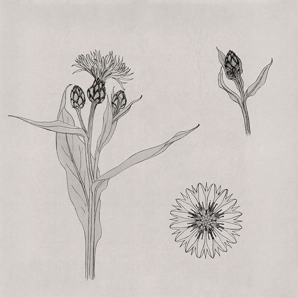 Cornflowers_Julie de Graag art print by Screendoor for $57.95 CAD