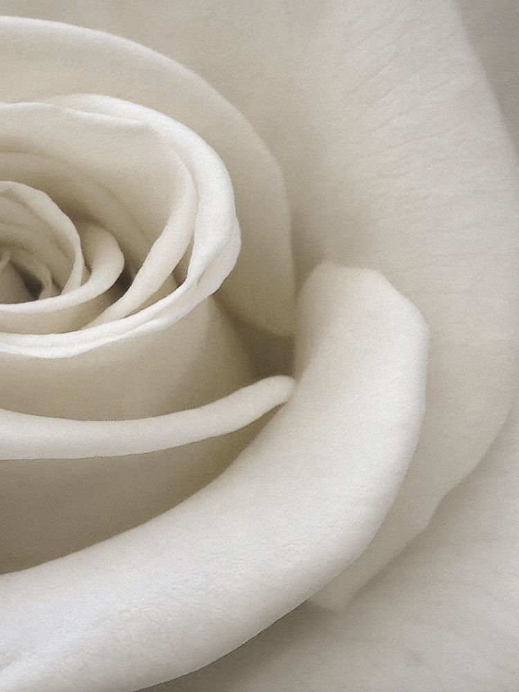 Macro Flower 17 art print by Screendoor for $57.95 CAD