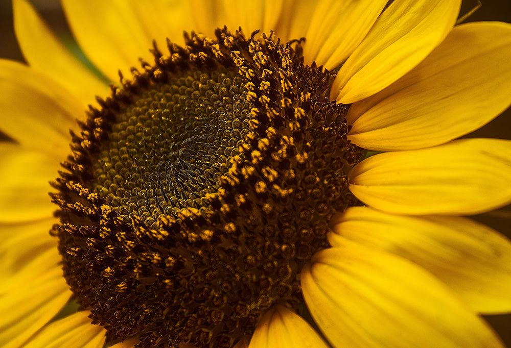 Macro Flower 24 art print by Screendoor for $57.95 CAD