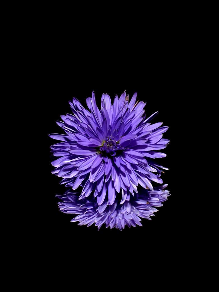 Macro Flower 25 art print by Screendoor for $57.95 CAD