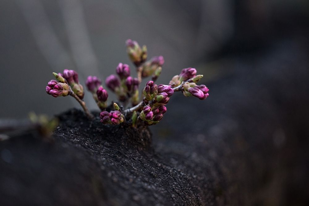 Macro Flower 26 art print by Screendoor for $57.95 CAD