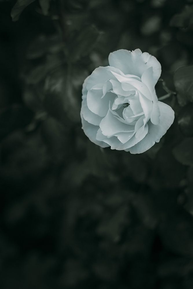 Macro Flower 27 art print by Screendoor for $57.95 CAD