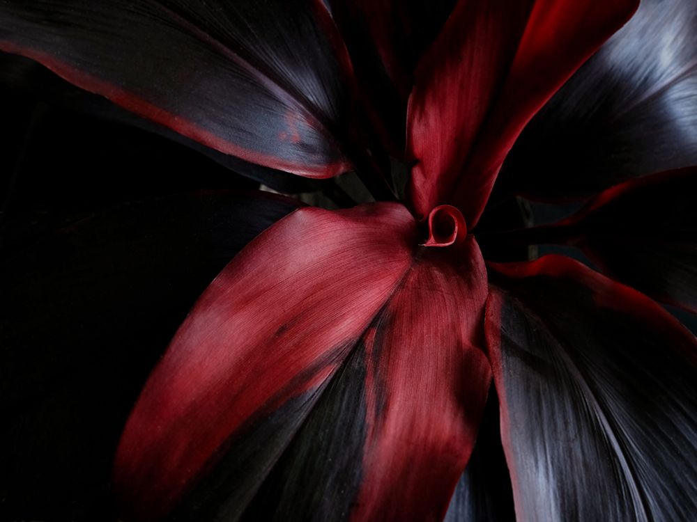 Macro Flower 28 art print by Screendoor for $57.95 CAD