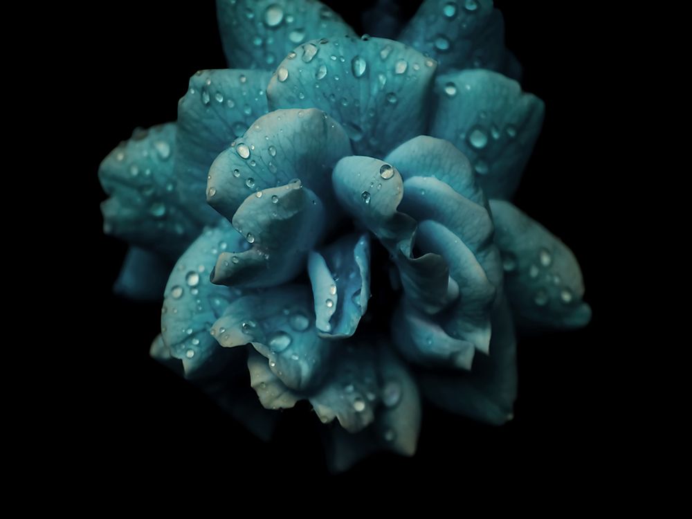Macro Flower 29 art print by Screendoor for $57.95 CAD