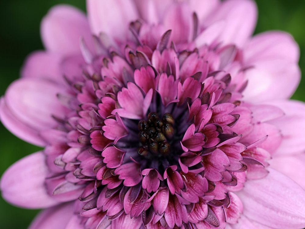 Macro Flower 30 art print by Screendoor for $57.95 CAD