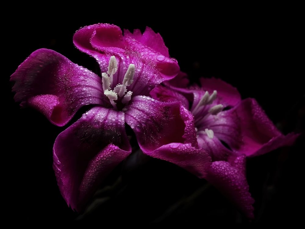 Macro Flower 31 art print by Screendoor for $57.95 CAD