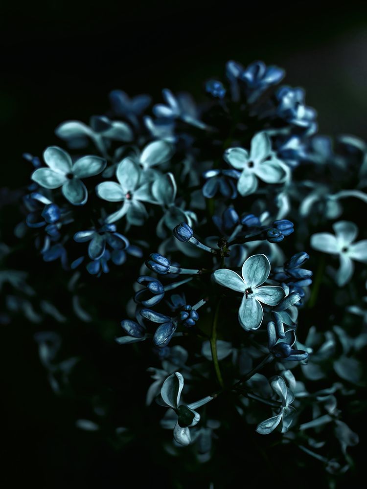 Macro Flower 32 art print by Screendoor for $57.95 CAD
