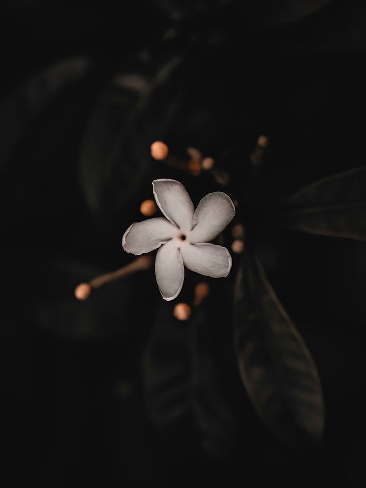 Macro Flower 33 art print by Screendoor for $57.95 CAD