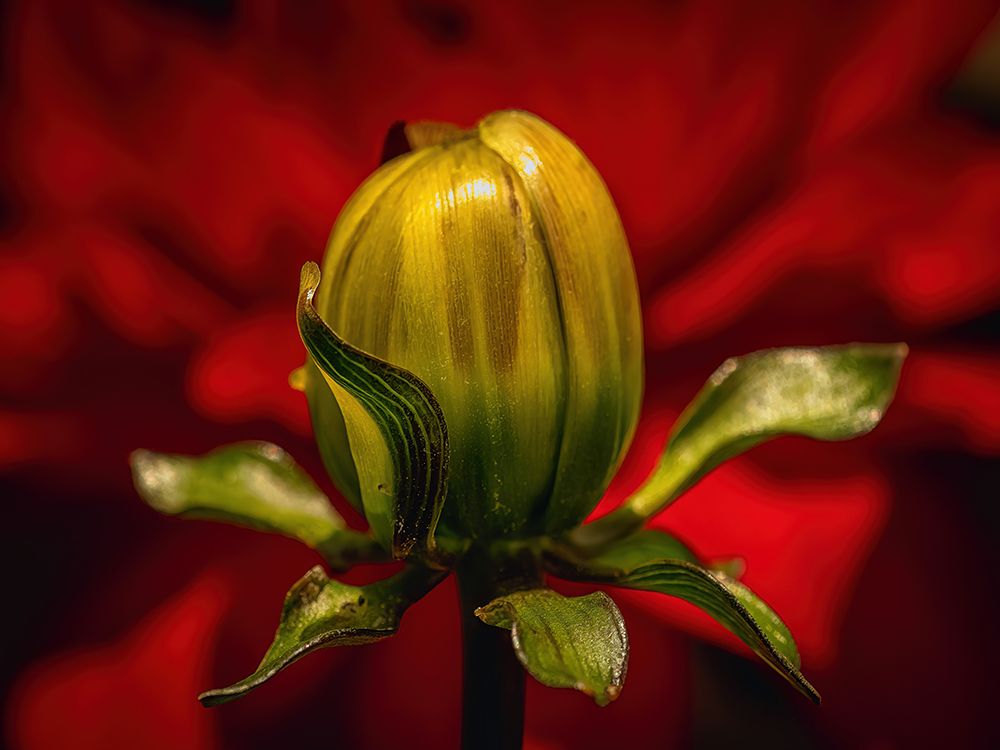 Macro Flower 34 art print by Screendoor for $57.95 CAD