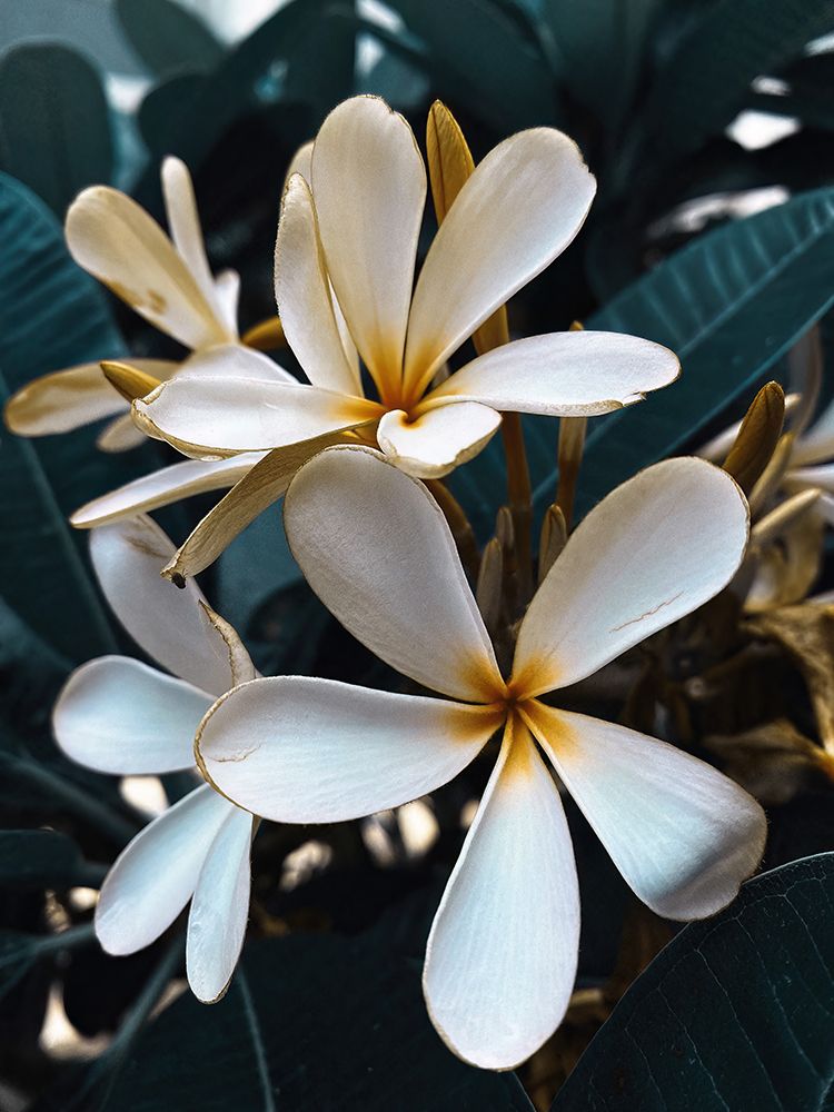 Macro Flower 35 art print by Screendoor for $57.95 CAD