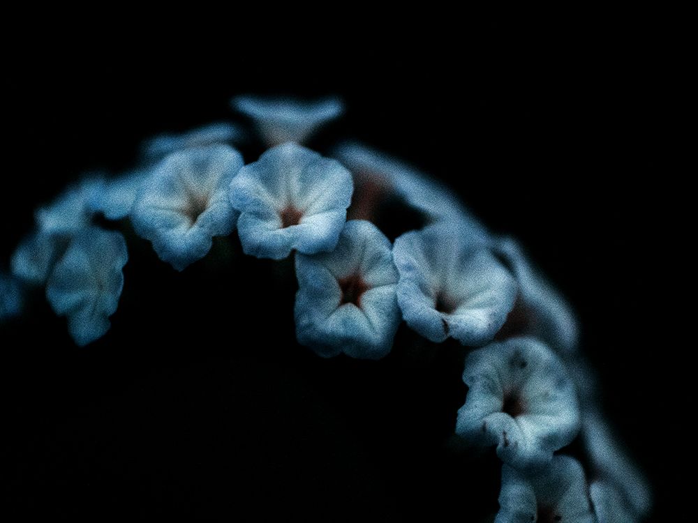 Macro Flower 36 art print by Screendoor for $57.95 CAD