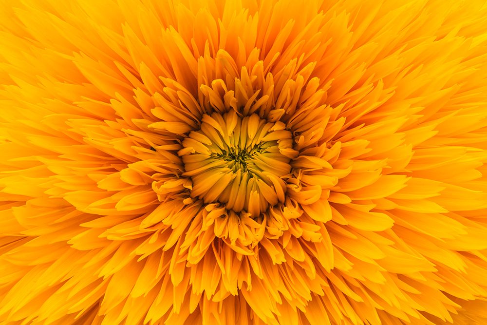 Macro Flower 10 art print by Rachel Lee for $57.95 CAD