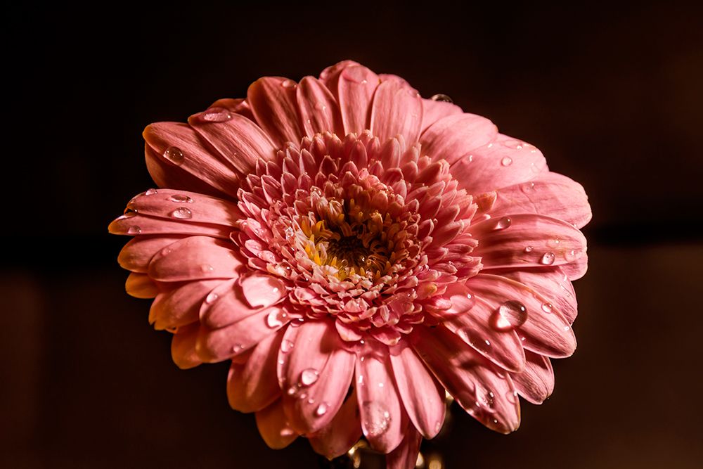 Macro Flower 11 art print by Rachel Lee for $57.95 CAD