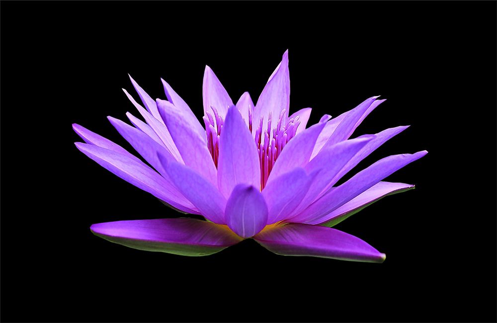 Macro Flower 12 art print by Rachel Lee for $57.95 CAD