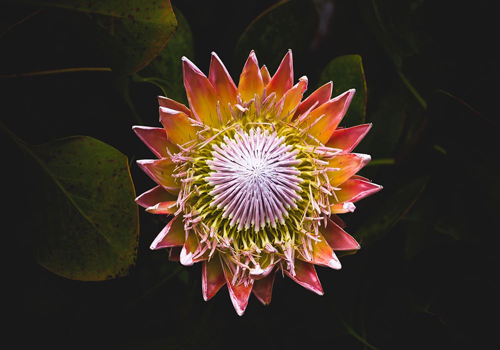 Macro Flower 13 art print by Rachel Lee for $57.95 CAD