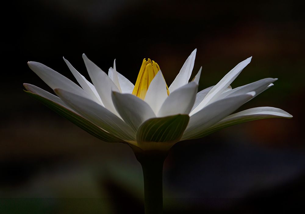 Macro Flower 14 art print by Rachel Lee for $57.95 CAD