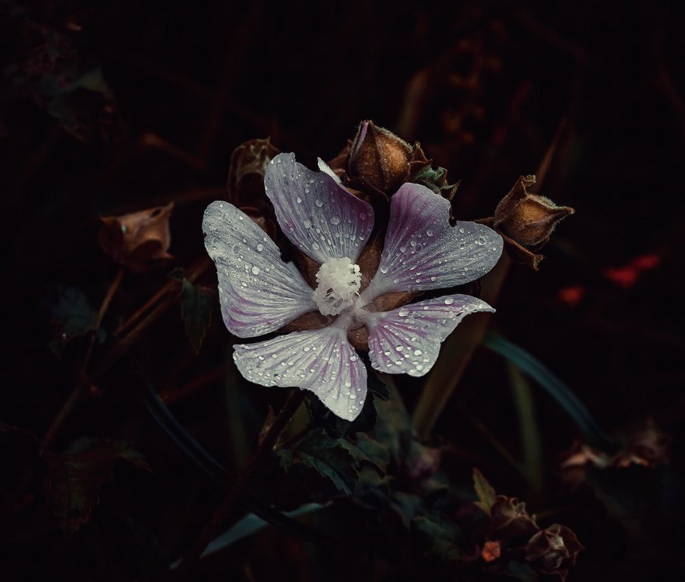 Macro Flower 15 art print by Rachel Lee for $57.95 CAD