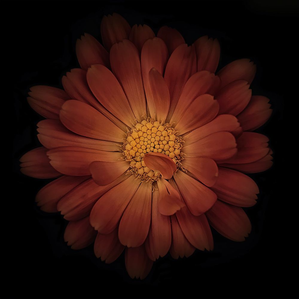 Macro Flower 16 art print by Rachel Lee for $57.95 CAD