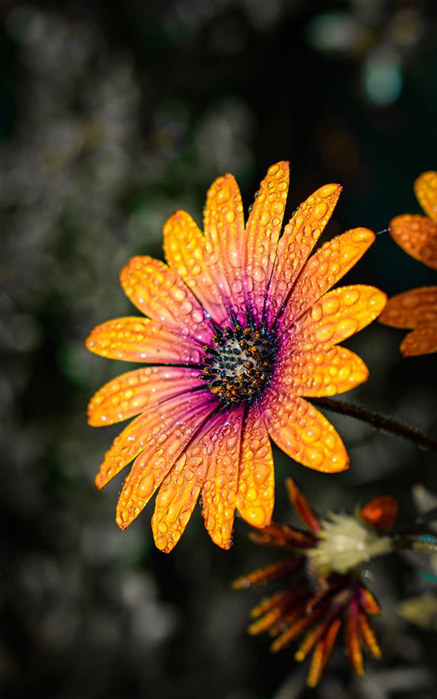 Macro Flower 18 art print by Rachel Lee for $57.95 CAD