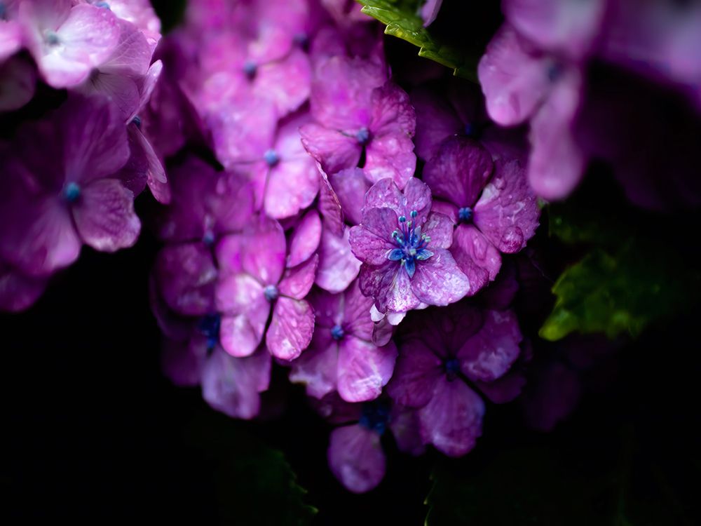 Macro Flower 19 art print by Rachel Lee for $57.95 CAD