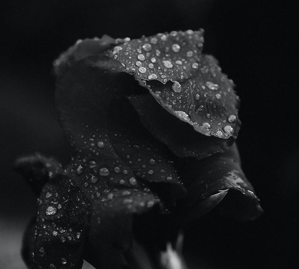 Macro Flower 1 art print by Rachel Lee for $57.95 CAD