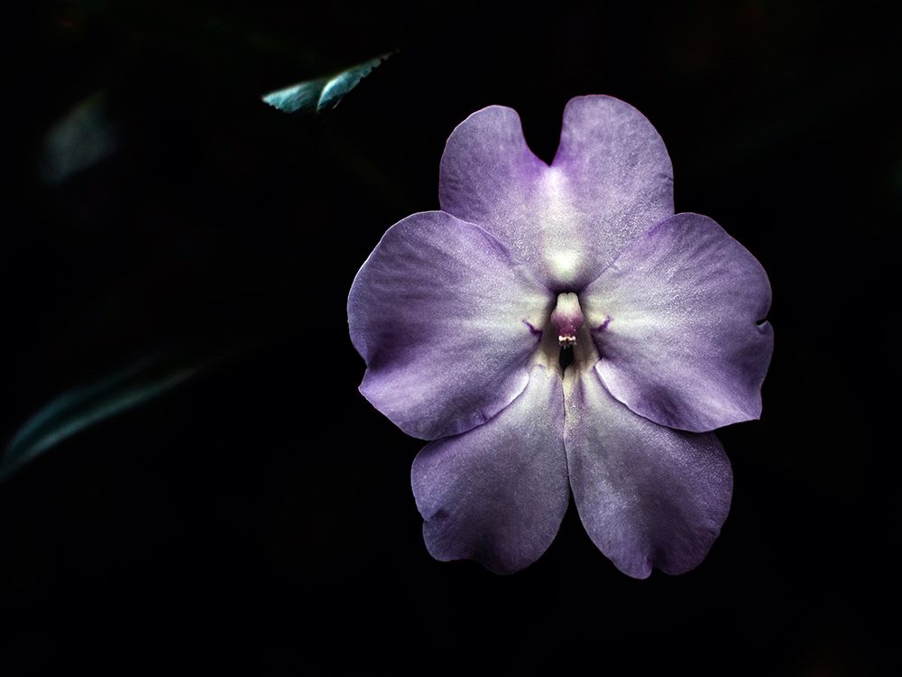 Macro Flower 20 art print by Rachel Lee for $57.95 CAD