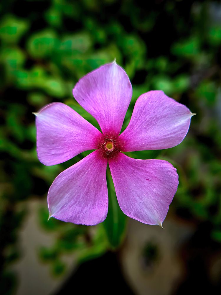 Macro Flower 21 art print by Rachel Lee for $57.95 CAD