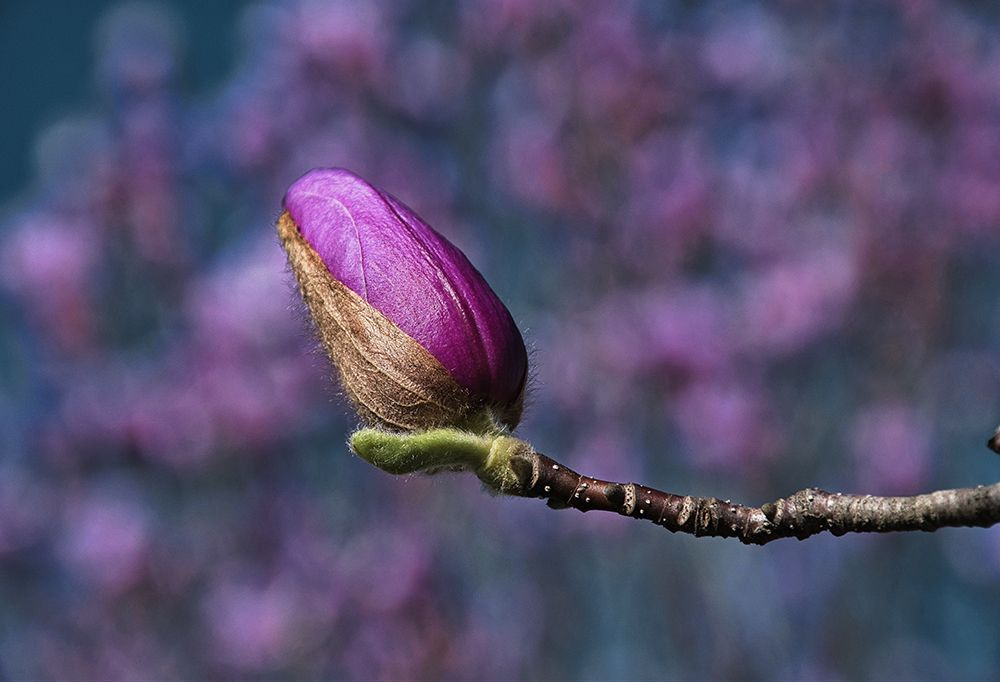 Macro Flower 22 art print by Rachel Lee for $57.95 CAD