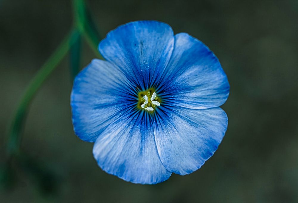Macro Flower 23 art print by Rachel Lee for $57.95 CAD