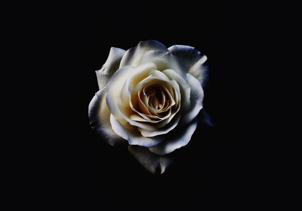 Macro Flower 2 art print by Rachel Lee for $57.95 CAD