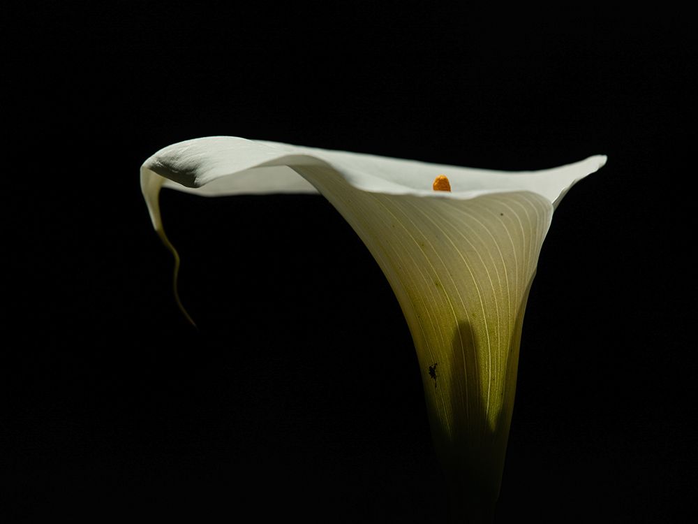 Macro Flower 3 art print by Rachel Lee for $57.95 CAD