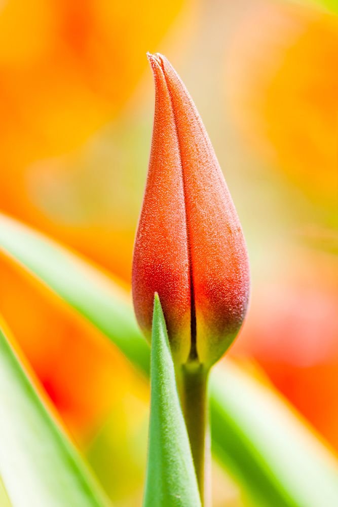 Macro Flower 4 art print by Rachel Lee for $57.95 CAD