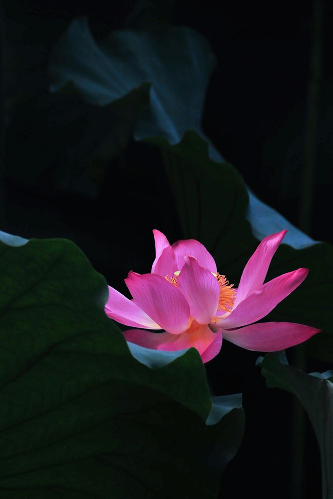 Macro Flower 5 art print by Rachel Lee for $57.95 CAD